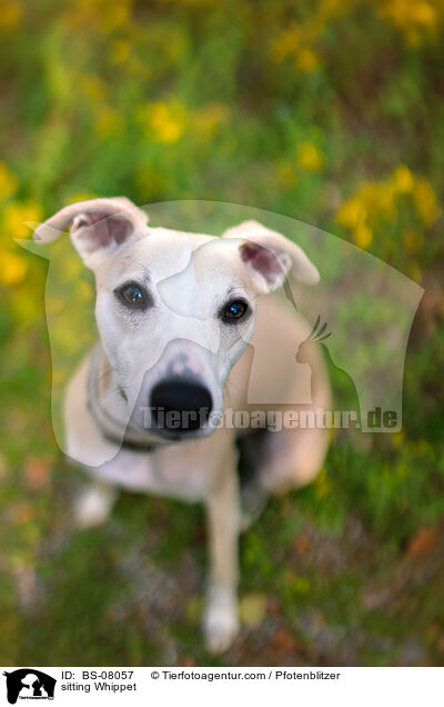 sitzender Whippet / sitting Whippet / BS-08057