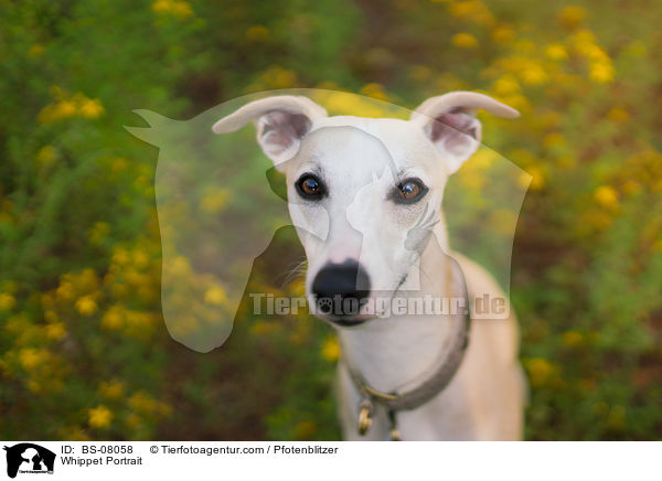 Whippet Portrait / BS-08058