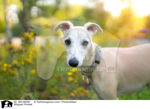 Whippet Portrait / BS-08060