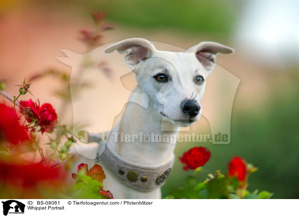 Whippet Portrait / BS-08061