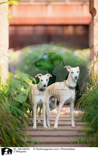 2 Whippets / BS-08063
