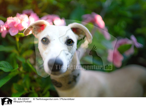 Whippet Portrait / Whippet Portrait / BS-08067