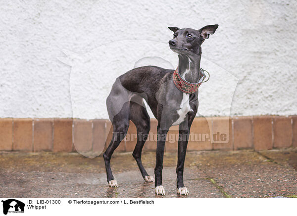 Whippet / Whippet / LIB-01300