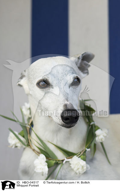 Whippet Portrait / Whippet Portrait / HBO-04517