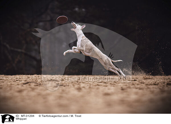 Whippet / Whippet / MT-01294