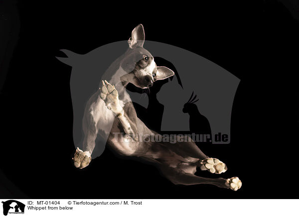 Whippet from below / MT-01404