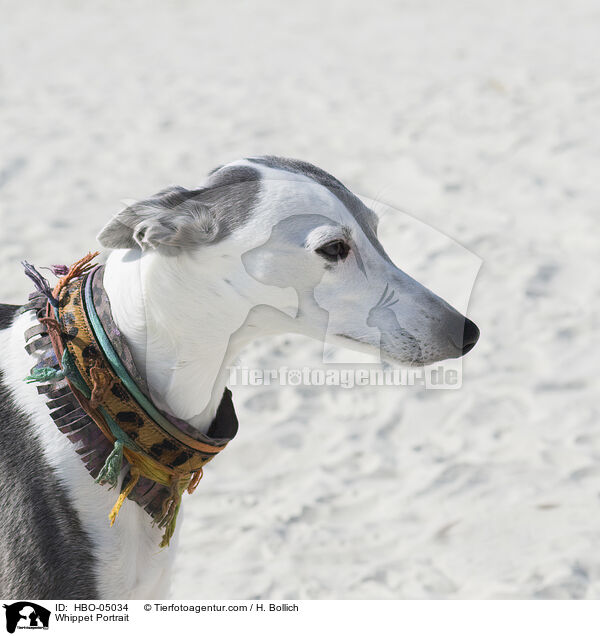 Whippet Portrait / Whippet Portrait / HBO-05034