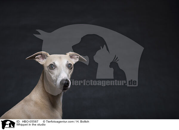 Whippet im Studio / Whippet in the studio / HBO-05587