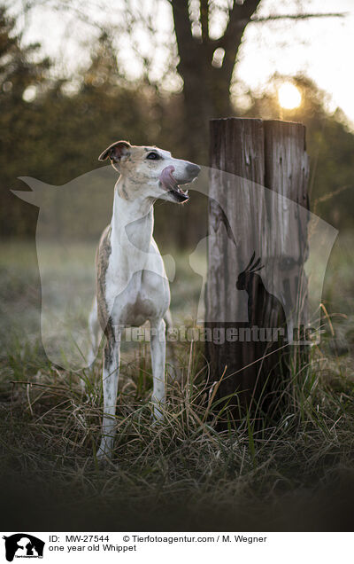 einjhriger Whippet / one year old Whippet / MW-27544