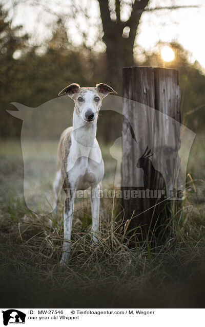 einjhriger Whippet / one year old Whippet / MW-27546