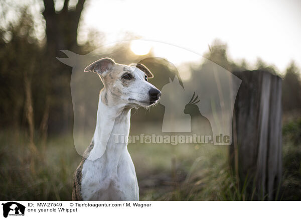 one year old Whippet / MW-27549