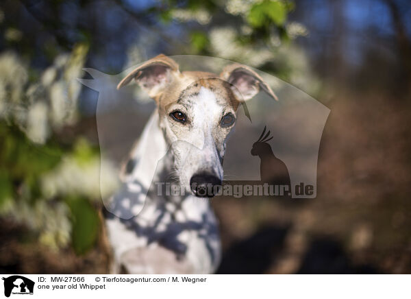 one year old Whippet / MW-27566
