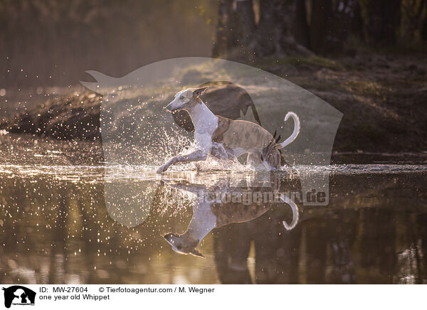 einjhriger Whippet / one year old Whippet / MW-27604