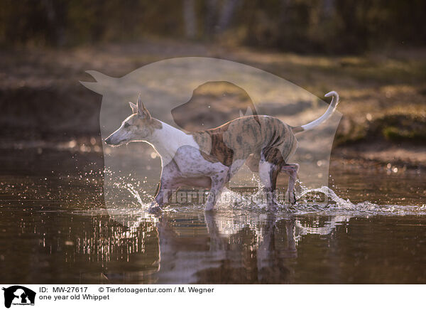 einjhriger Whippet / one year old Whippet / MW-27617