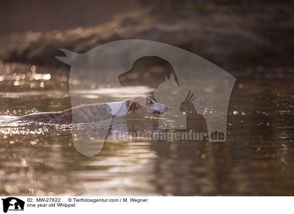 einjhriger Whippet / one year old Whippet / MW-27622