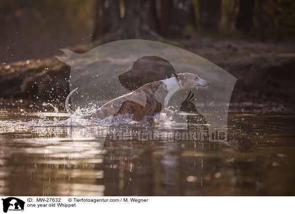 einjhriger Whippet / one year old Whippet / MW-27632