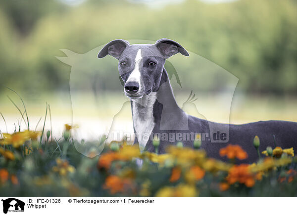 Whippet / Whippet / IFE-01326