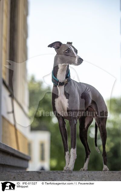 Whippet / Whippet / IFE-01327