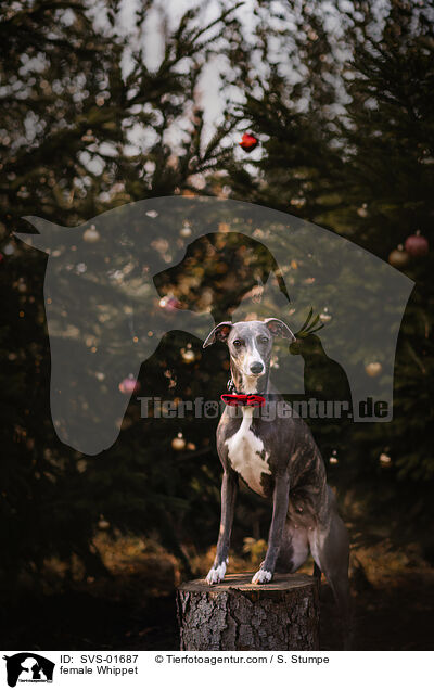 Whippet Hndin / female Whippet / SVS-01687