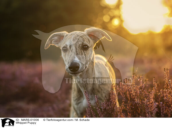 Whippet Welpe / Whippet Puppy / MARS-01006