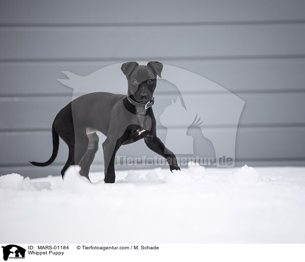 Whippet Welpe / Whippet Puppy / MARS-01184