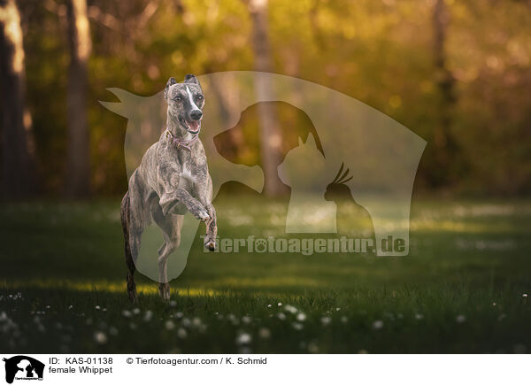 Whippet Hndin / female Whippet / KAS-01138