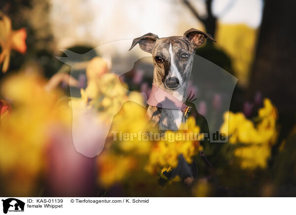 Whippet Hndin / female Whippet / KAS-01139