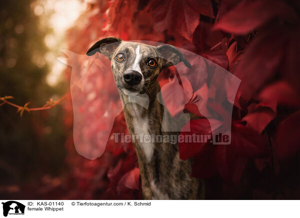 Whippet Hndin / female Whippet / KAS-01140