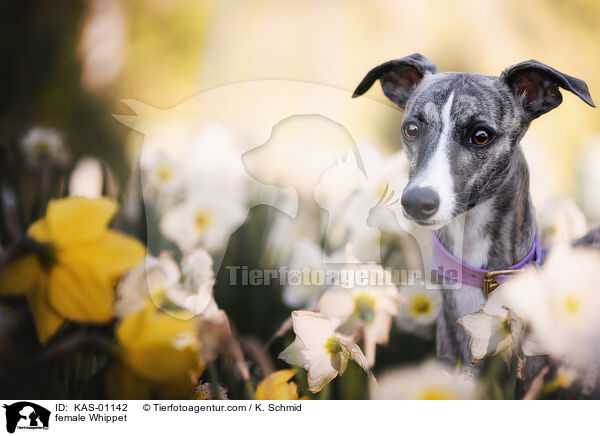 Whippet Hndin / female Whippet / KAS-01142