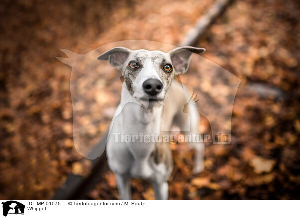 Whippet / Whippet / MP-01075