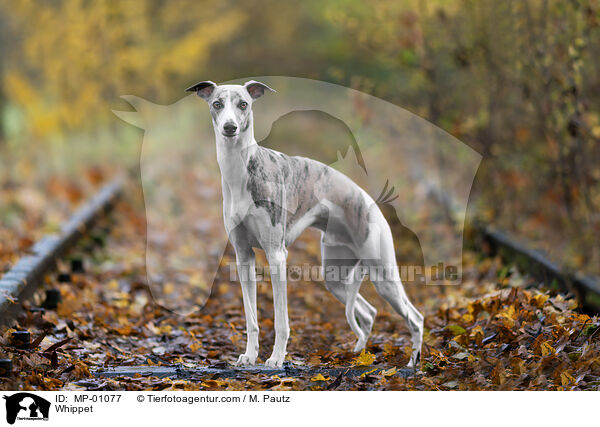 Whippet / Whippet / MP-01077