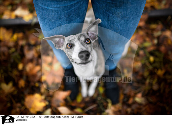 Whippet / Whippet / MP-01082