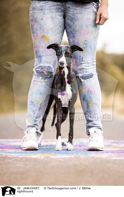 Whippet / sighthound / JAM-04687