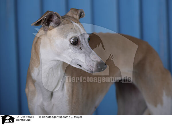 Whippet / sighthound / JM-16587