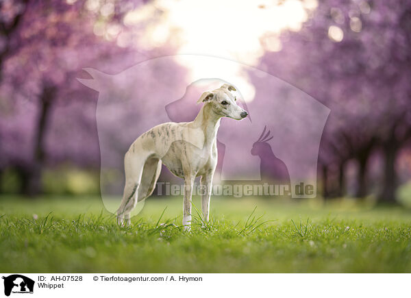 Whippet / Whippet / AH-07528