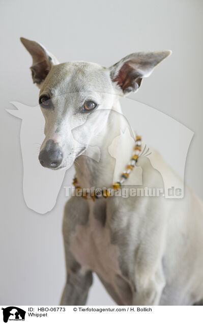 Whippet / Whippet / HBO-06773