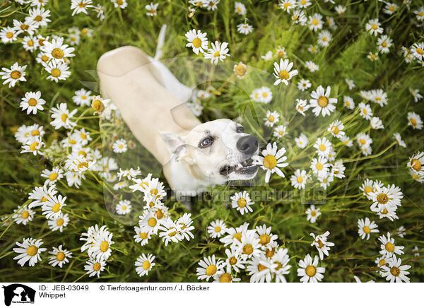 Whippet / Whippet / JEB-03049