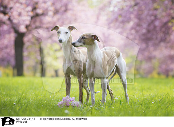 Whippet / Whippet / UM-03141