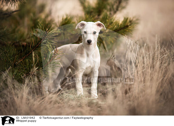 Whippet puppy / LM-01942