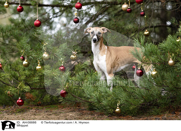 Whippet / Whippet / AH-08886