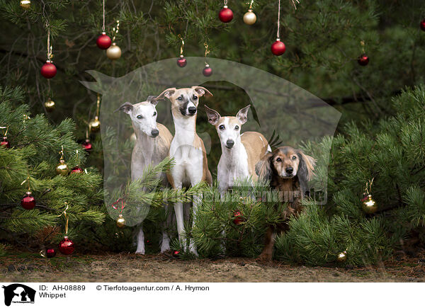 Whippet / Whippet / AH-08889