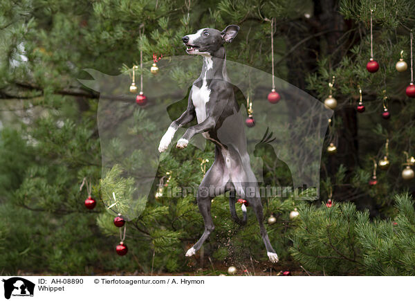 Whippet / Whippet / AH-08890