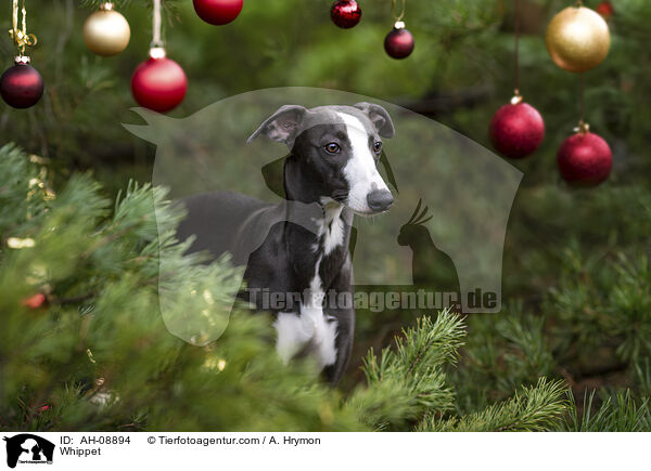 Whippet / Whippet / AH-08894