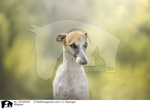 Whippet / Whippet / CF-03518