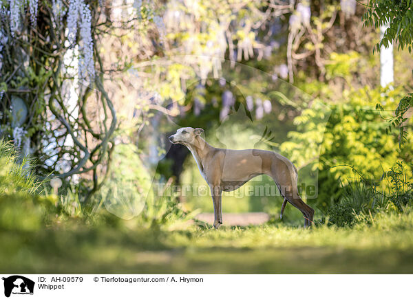 Whippet / Whippet / AH-09579