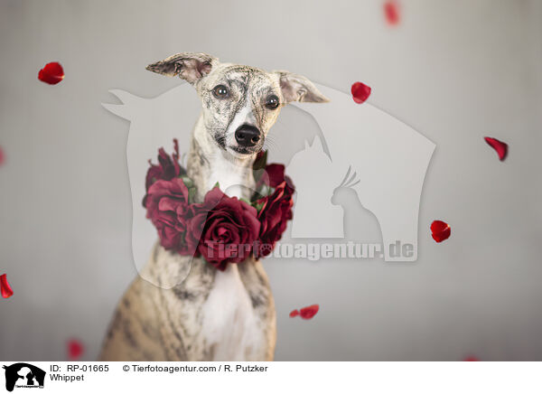 Whippet / Whippet / RP-01665