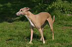 standing Whippet