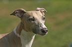 Whippet Portrait