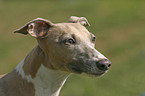 Whippet Portrait