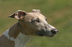 Whippet Portrait